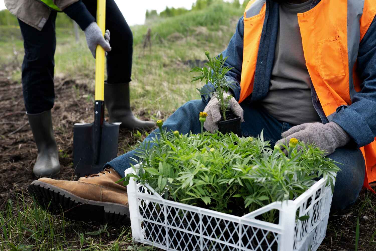 Professional Tree Service in Fridley, MN